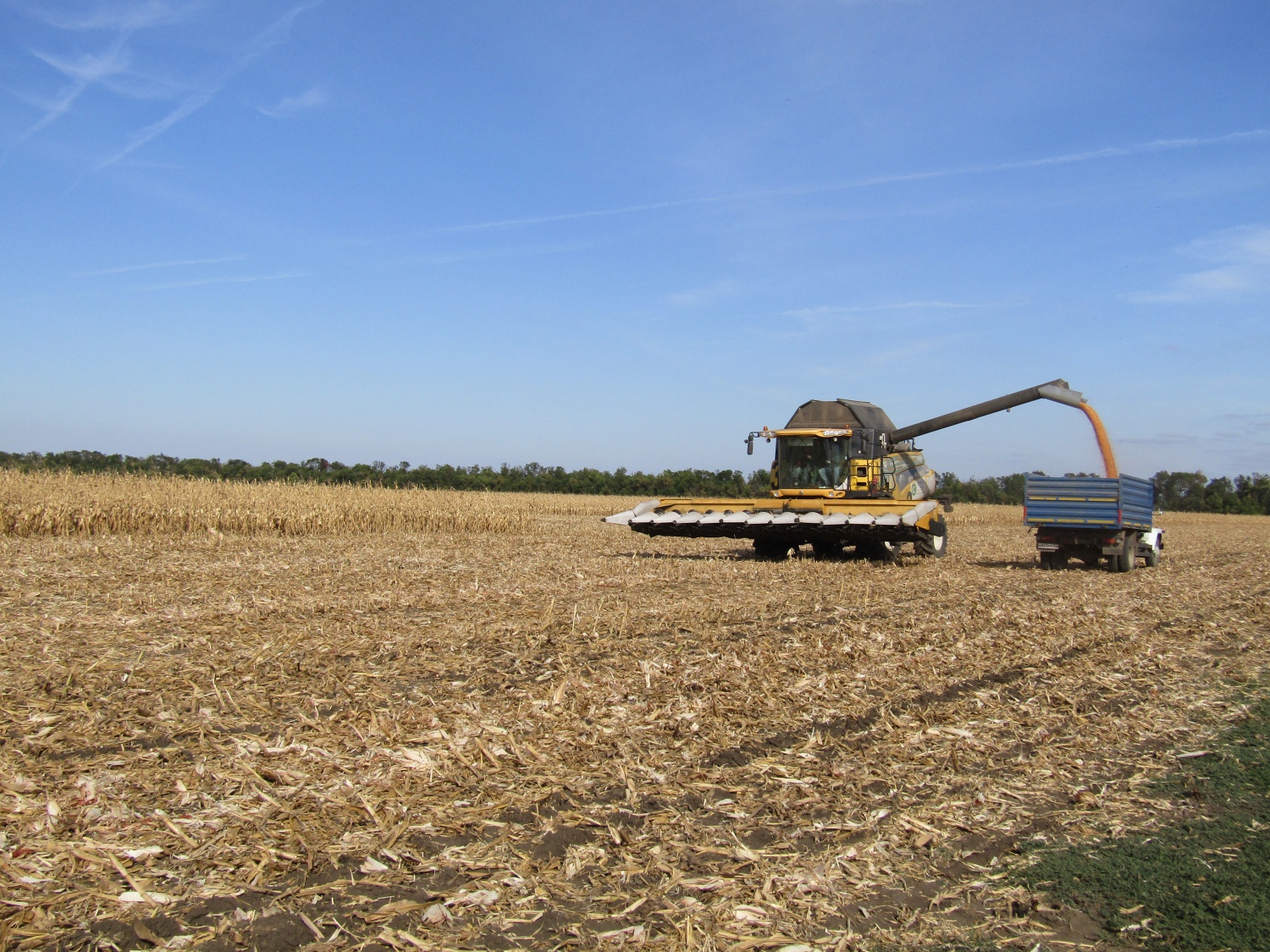 Получены результаты уборки кукурузы в Тимашевском районе Краснодарского края
