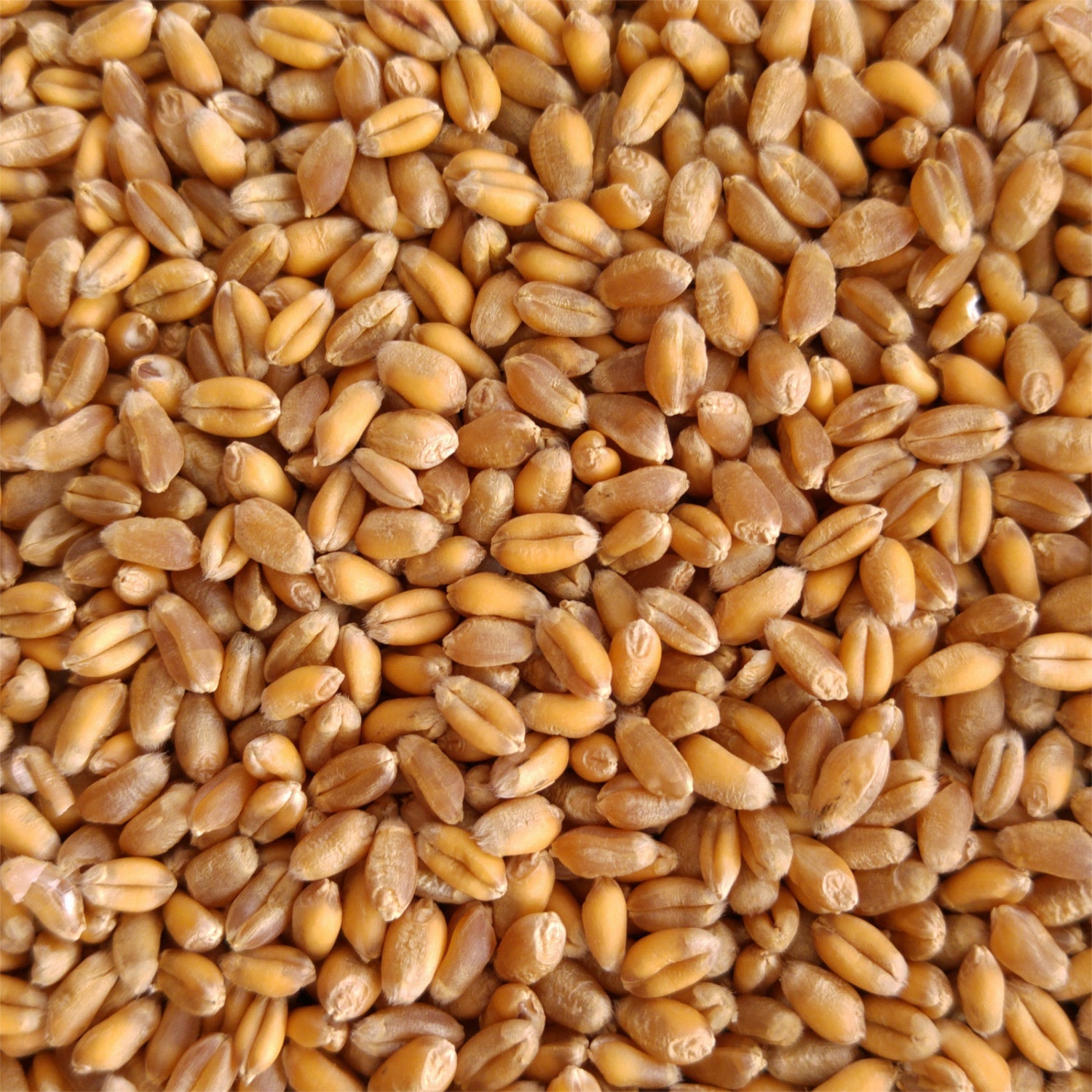 Семена озимой пшеницы доступны к контрактации!