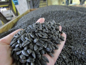Оказываем услуги по подработке семян масличных культур