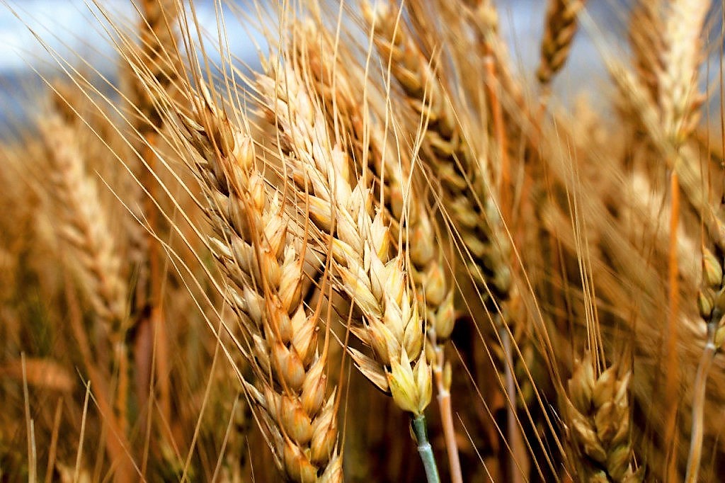 Семена озимых пшеницы и ячменя в 2021 году