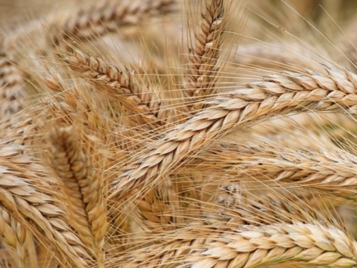 Успей законтрактовать элитные семена пшеницы и ячменя