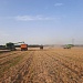 Уборка озимых зерновых в АО "Рассвет"