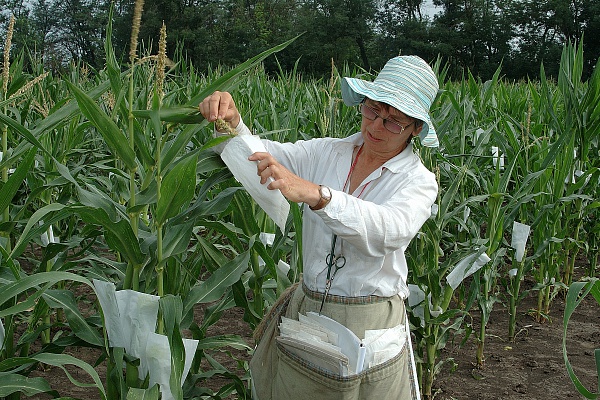 «Семеноводство Кубани» обучило агрономов-семеноводов