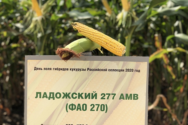 День поля гибридов кукурузы российской селекции 2020