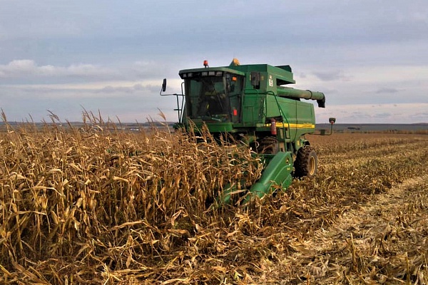 Получены результаты уборки кукурузы в регионах Северного Кавказа 