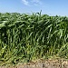 Озимая пшеница: состояние посевов