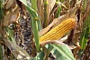 Среднеспелые гибриды кукурузы