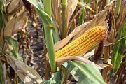 Среднеспелые гибриды кукурузы