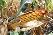 Среднеранние гибриды кукурузы