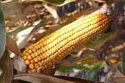 Среднепоздние гибриды кукурузы