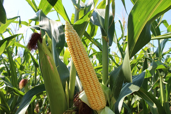 Сопровождение посевов кукурузы