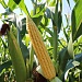 Сопровождение посевов кукурузы