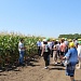 День поля гибридов кукурузы российской селекции