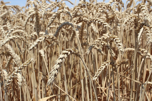 Принимаем заявки на элитные семена озимых пшеницы и ячменя!