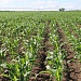 Кукуруза в полях Северо-Кавказского региона возделывания