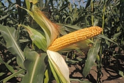 Раннеспелые гибриды кукурузы