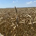 Уборка озимых зерновых в АО "Рассвет"