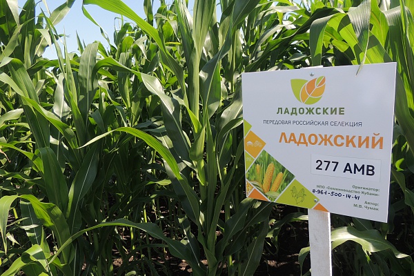 Демонстрационные посевы Ладожских гибридов кукурузы в Краснодарском крае
