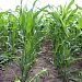Кукуруза в полях Северо-Кавказского региона возделывания
